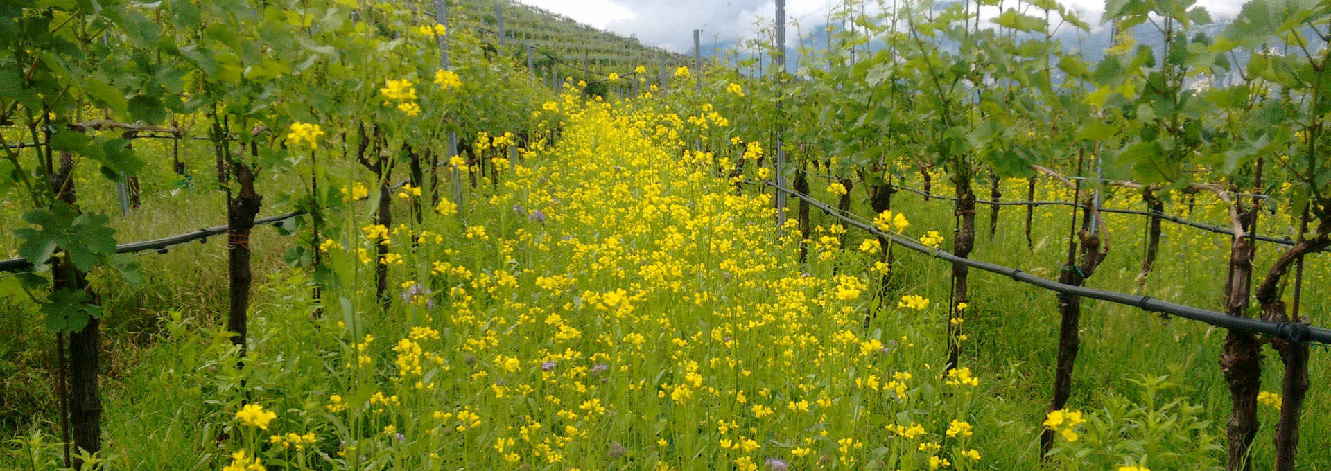 Two Wine Masters in Trentino